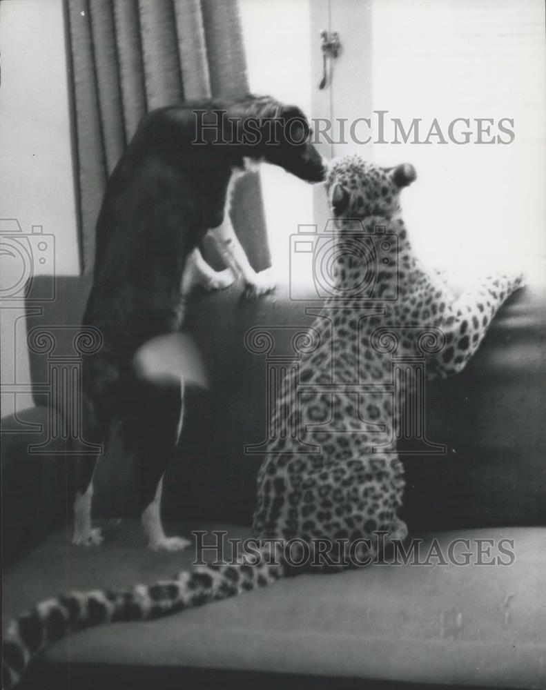 Press Photo Michael and Sheba,dog and leopard are friends - Historic Images