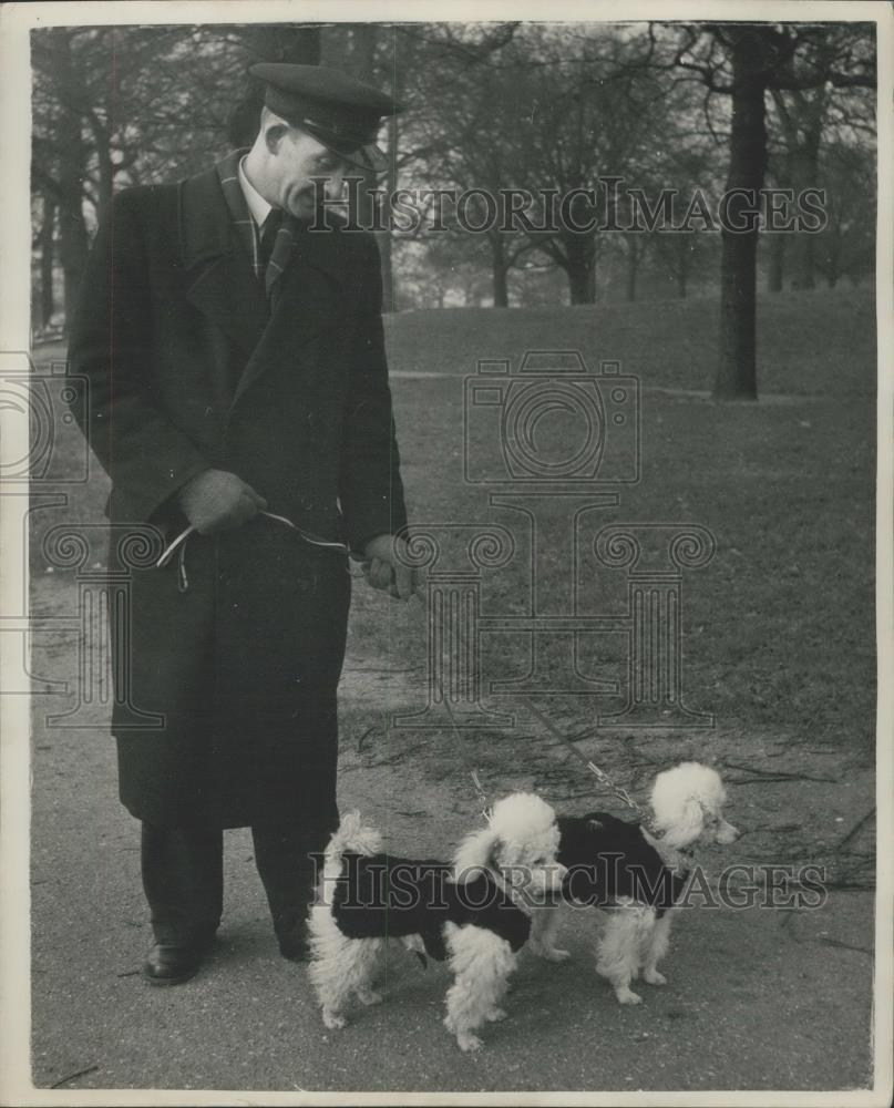 Press Photo Poodles wearing Persian lamb sweaters on their walk - Historic Images
