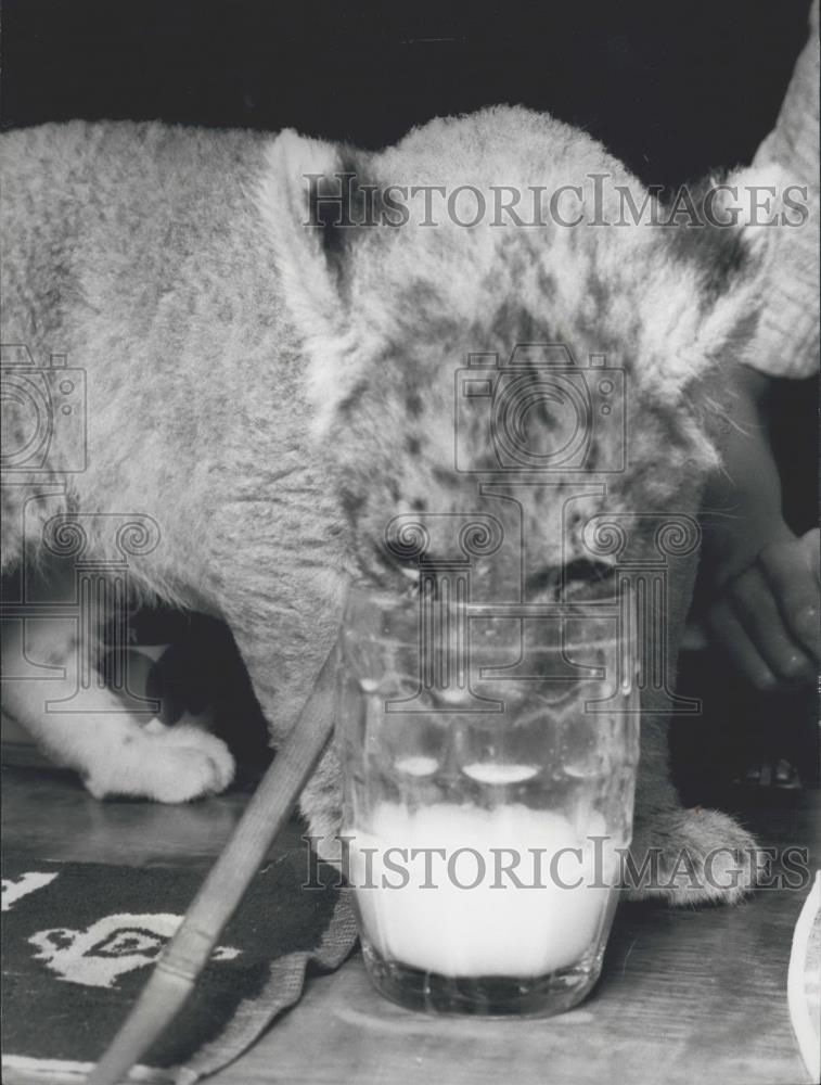 Press Photo Baby lion has a pint of milk - Historic Images