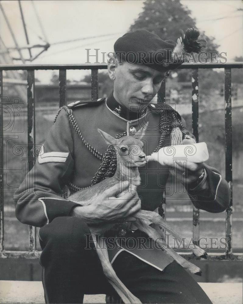 1967 Press Photo A baby Blackbuck born at the London Zoo becomes Mascot - Historic Images