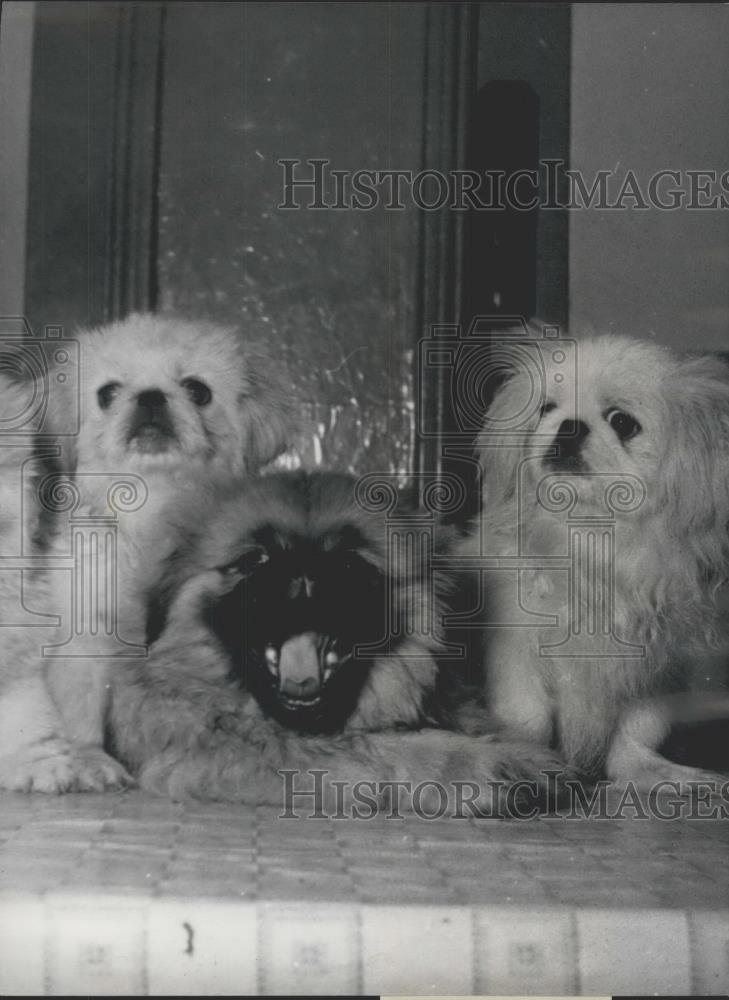 Press Photo Three Pekinese dogs - Historic Images