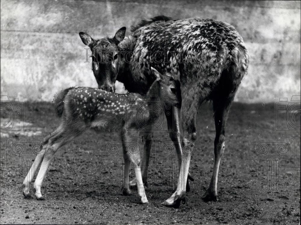 1974 Press Photo Mother deer and her fawn at Basle Zoo - Historic Images