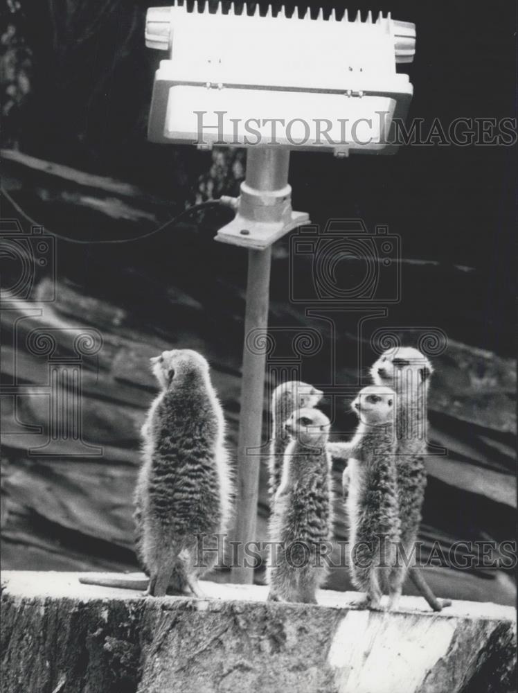 1972 Press Photo Heating lamps on meerkats in the Frankfurt Zoo - Historic Images