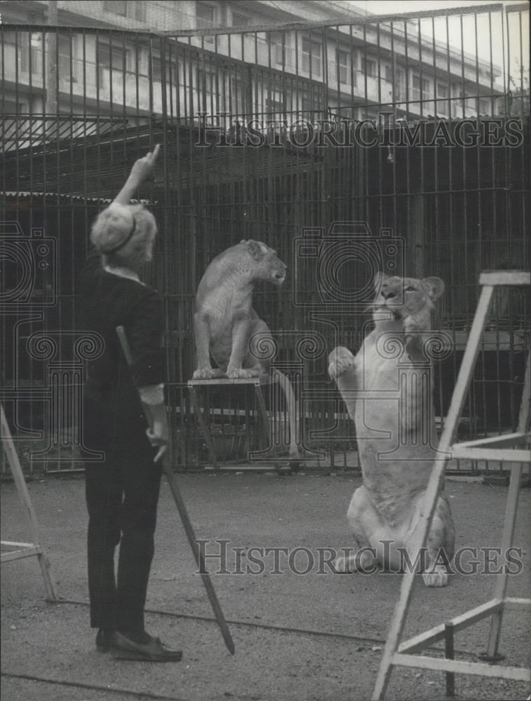 1965 Press Photo Amateur Tamers learning the trade of taming Lions - Historic Images