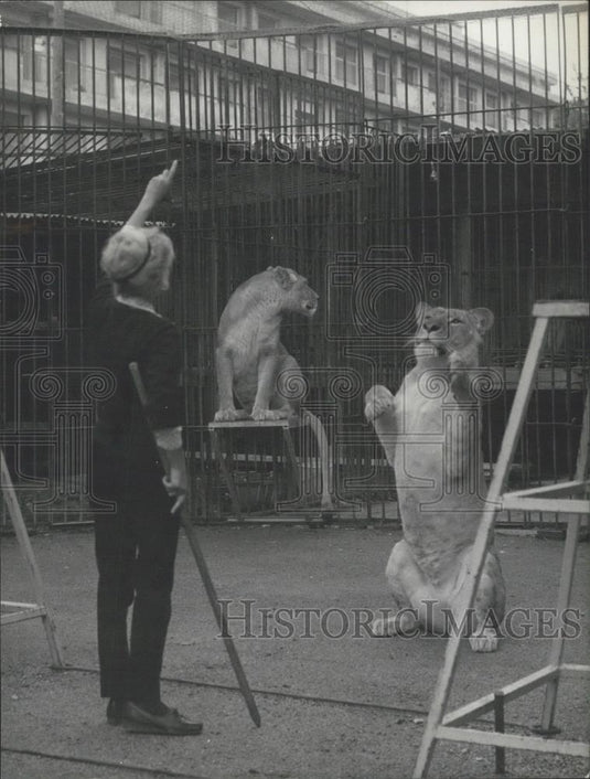 1965 Press Photo Amateur Tamers learning the trade of taming Lions - Historic Images