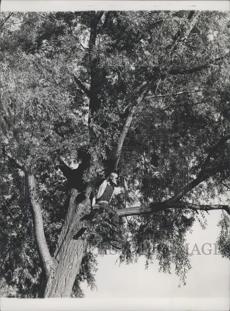 Press Photo Frank Gunnell who makes his home in these willow trees - Historic Images