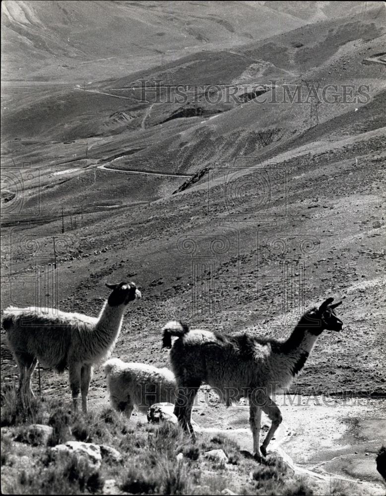 Press Photo Llamas in front of Mt.Huayna, Potosi Bolivia - Historic Images