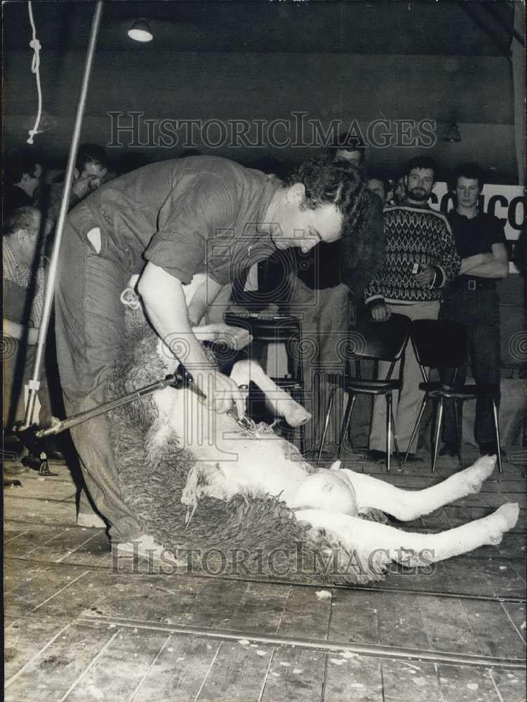 1972 Press Photo Andre Mestre, finalist in sheep shearing contest in Versailles - Historic Images