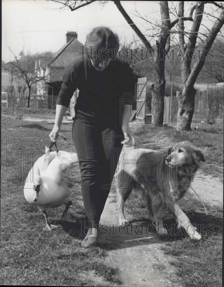 Press Photo Mrs. Rubenis, with 'Ãƒâ¹ÃâœGeneral' the dog &Lucifer' the blind swan - Historic Images