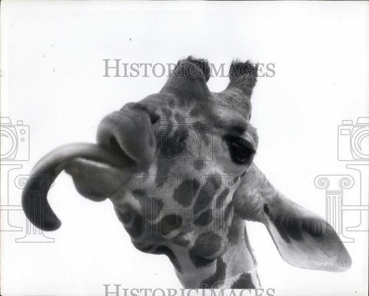 Press Photo Funny Picture Giraffe Tongue Out - Historic Images