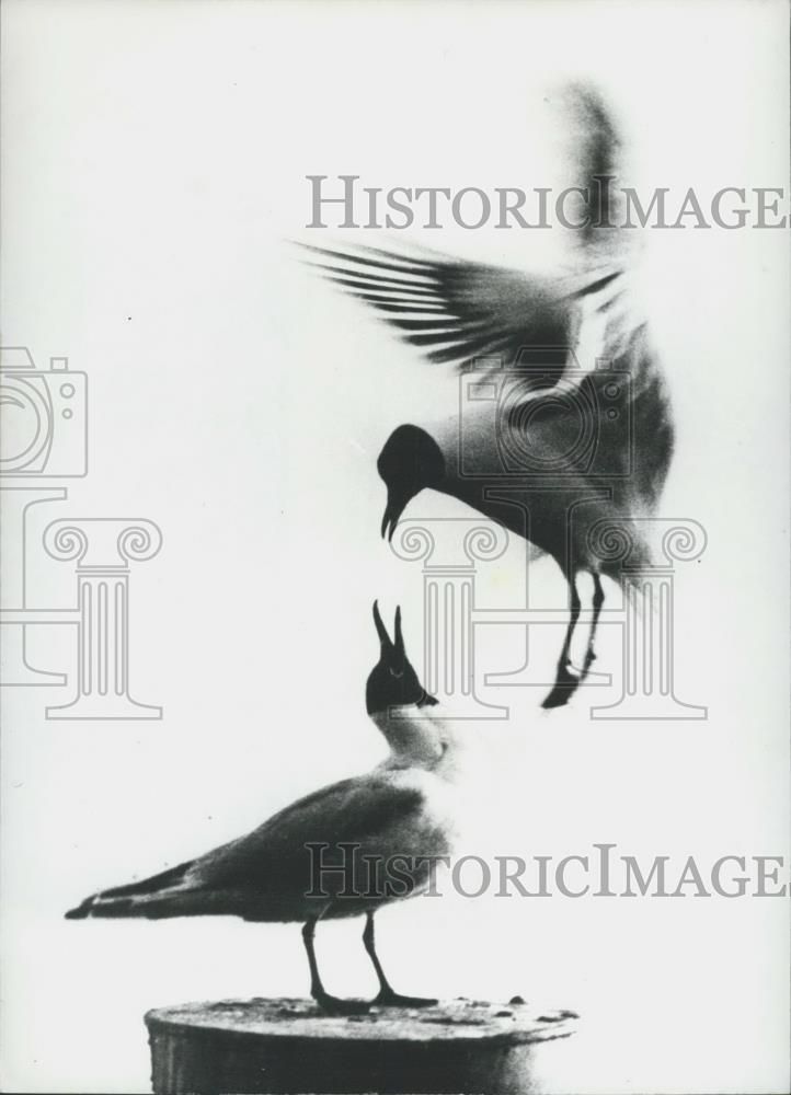 1971 Press Photo &quot;Flight of the Mews&quot; In Germany - Historic Images