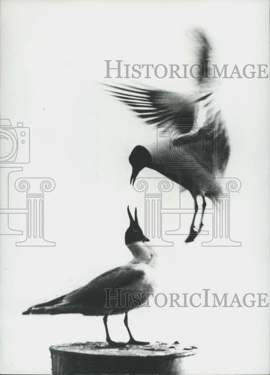1971 Press Photo "Flight of the Mews" In Germany - Historic Images