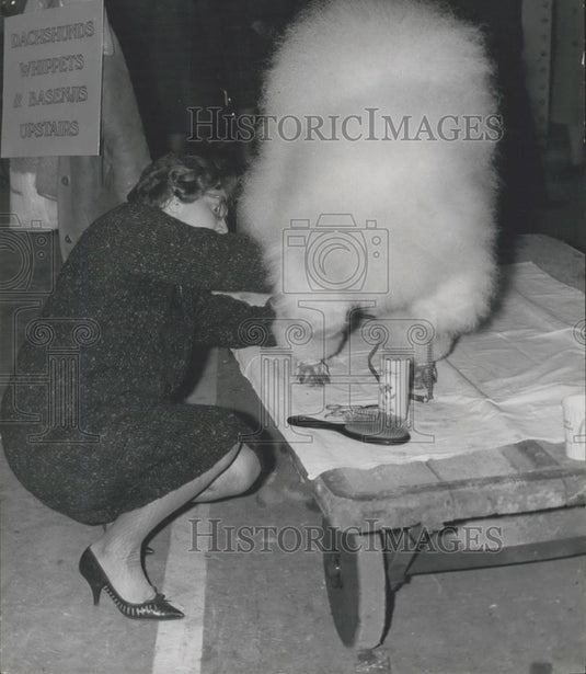 1964 Press Photo "Champion Glyndale Dashing White Sergent" -poodle in dogshow - Historic Images