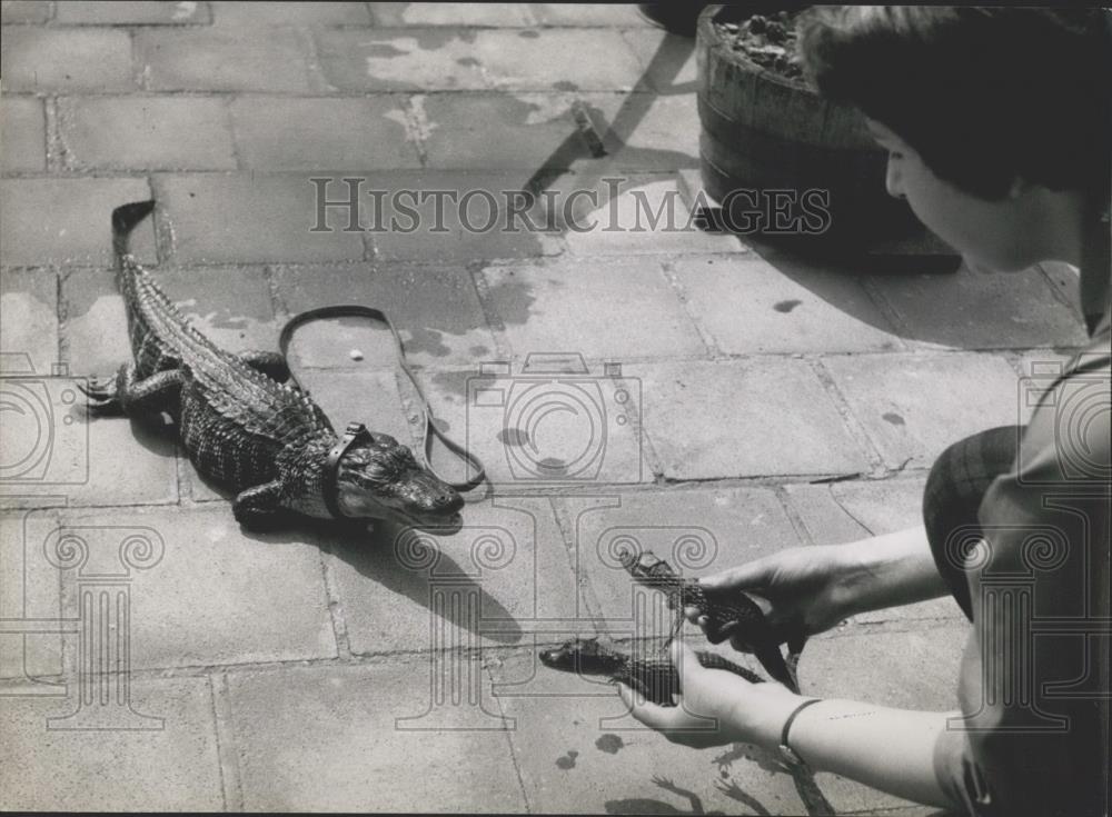 Press Photo Murgatroyd is interested in the two tiny 'gators which Anne Kindler - Historic Images