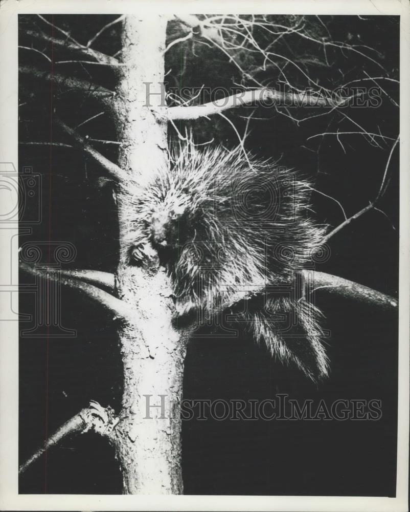 Press Photo This porcupine raised his quills to the utmost - Historic Images