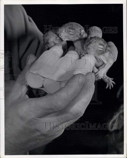 Press Photo Baby animals - Historic Images