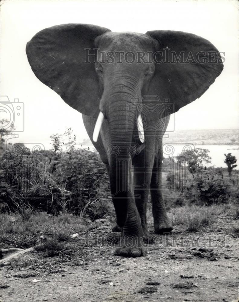 Press Photo Bull Elephant In Murchison Falls Park, Uganda - Historic Images