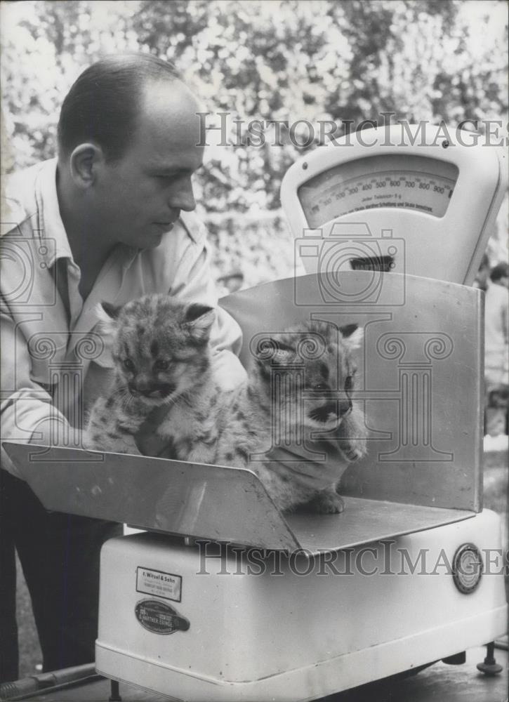 1967 Press Photo Frankfurt&#39;s Zoo Amurleopards,cats - Historic Images