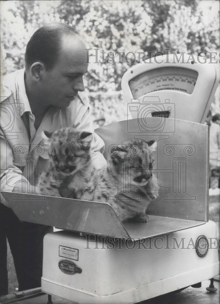 1967 Press Photo Frankfurt's Zoo Amurleopards,cats - Historic Images
