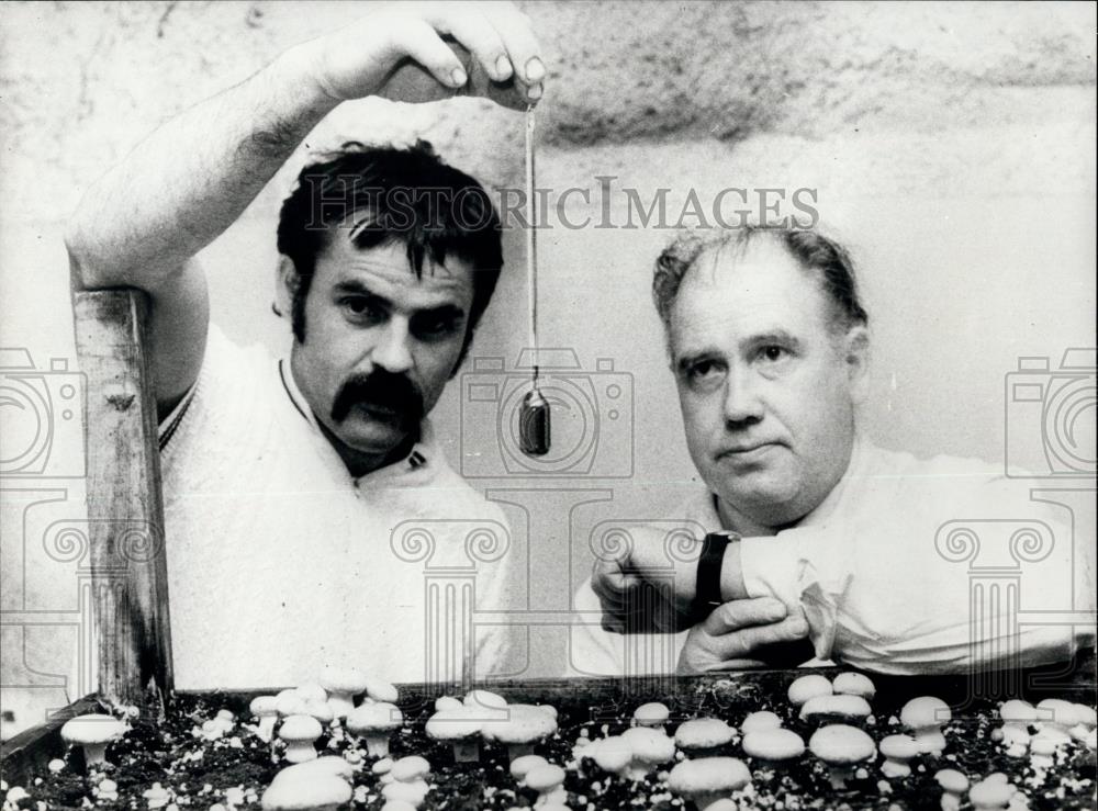 1977 Press Photo Mushroom growers test air movement with catathermometer - Historic Images