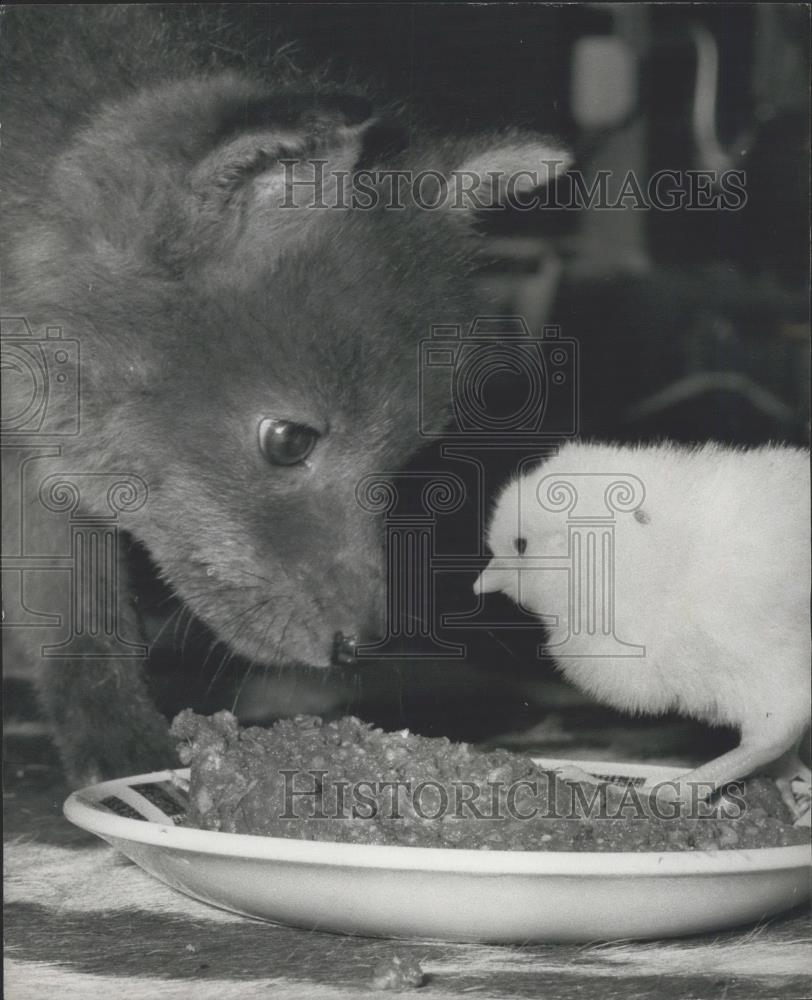 Press Photo Freda a 6 Week Old Fox and Her Best Friends Baby Chicks - Historic Images