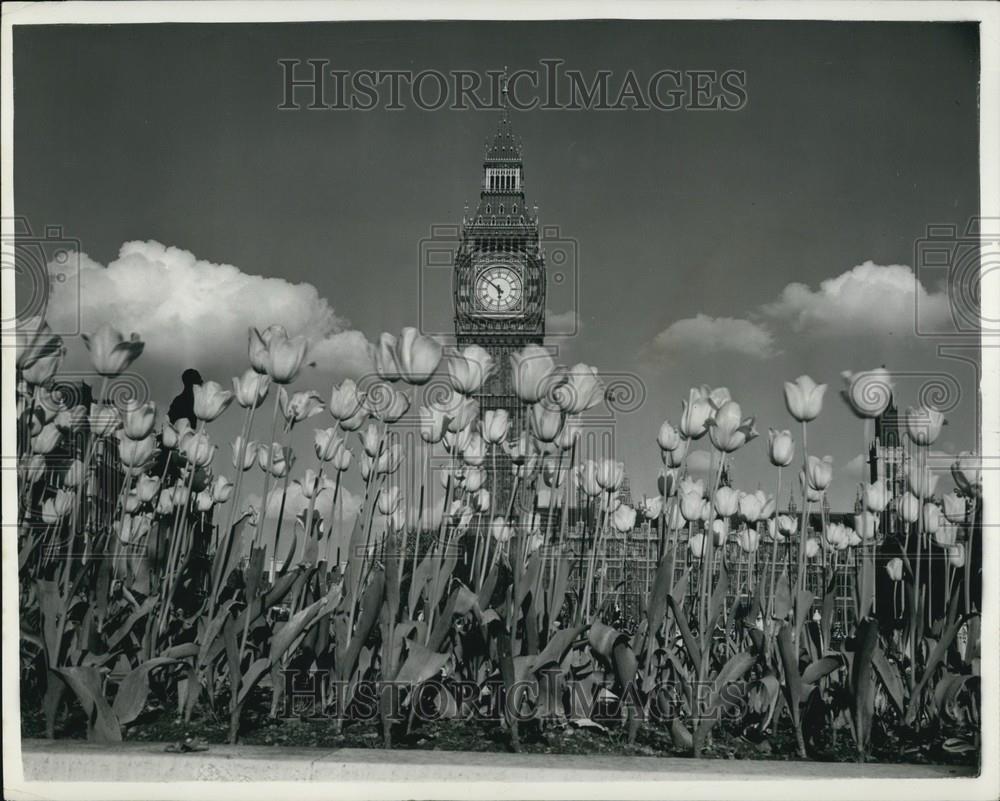 Press Photo Bed Of Tulips On Parliament Square Big Ben In back - Historic Images