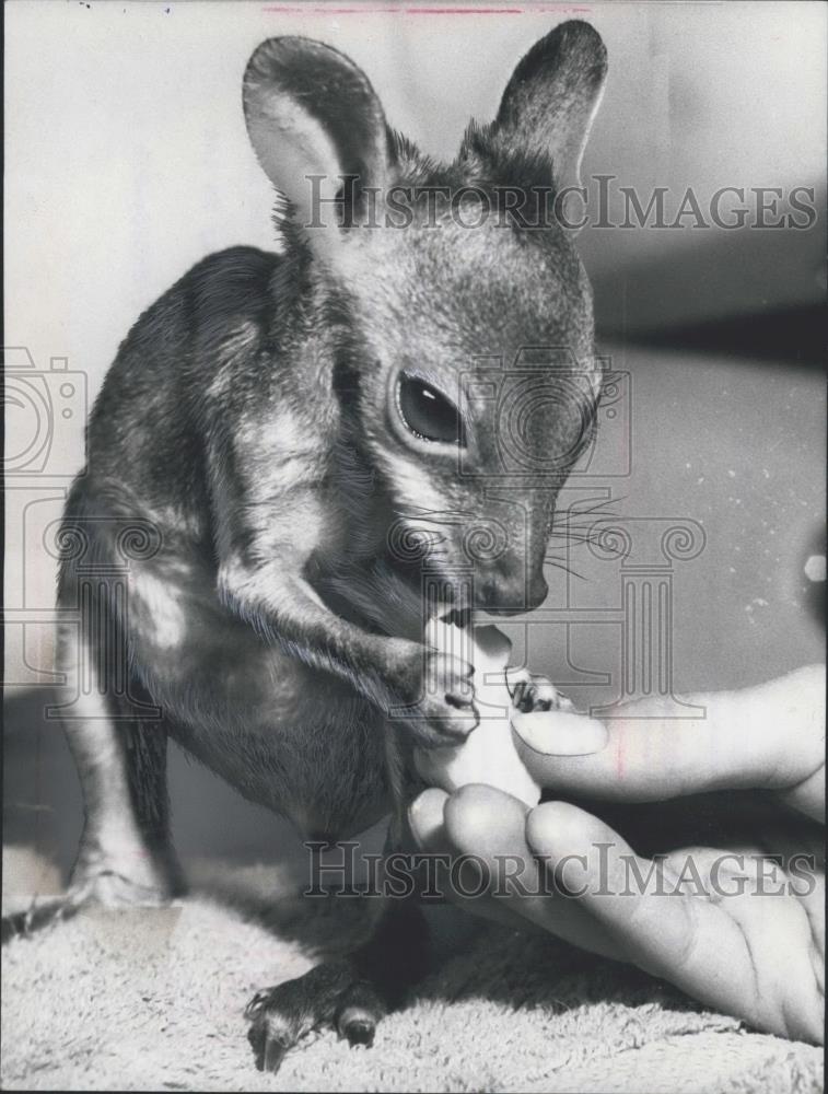 1978 Press Photo Schlunzi, the 4 month old orphaned Kangaroo - Historic Images