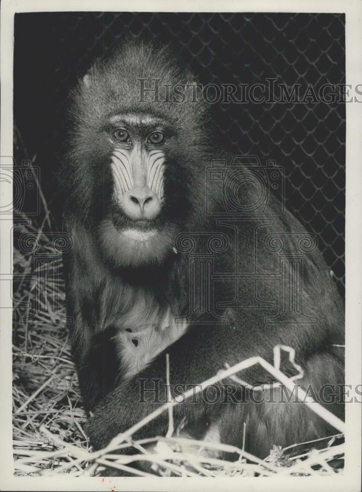 Press Photo Mandrill mother and baby in London zoo - Historic Images