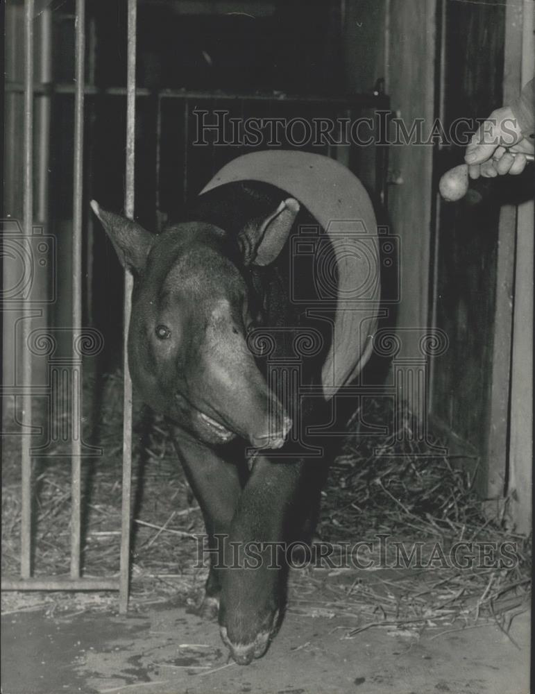 1963 Press Photo Indian Tapir at the Vincennes Zoo - Historic Images