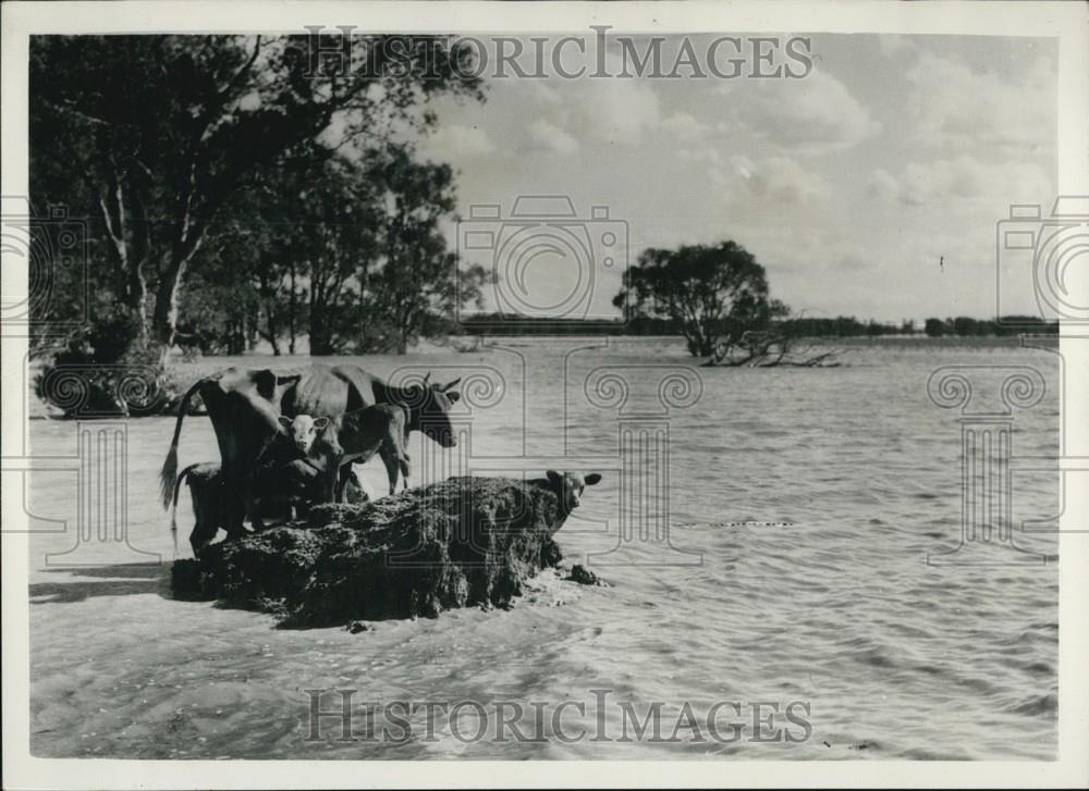 1954 Press Photo Vast flood damage in the New South Wales - Historic Images