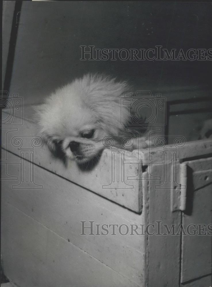 Press Photo Puppy looks for escape from box - Historic Images