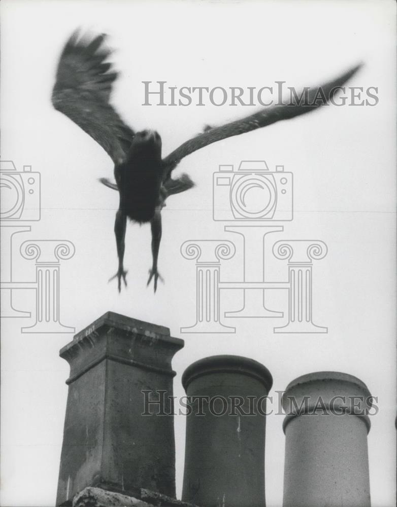 1973 Press Photo African Eagle Ernie escapes In London - Historic Images