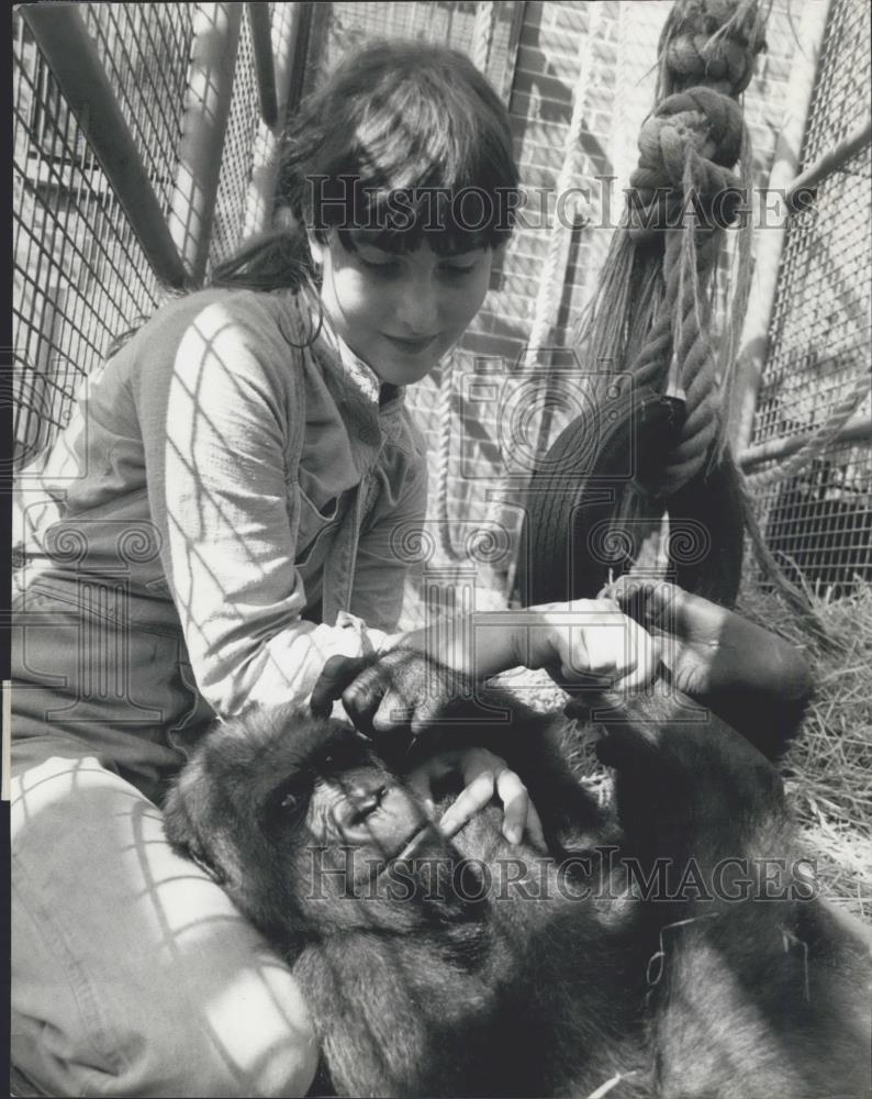 Press Photo Amanda Aspinall and a gorilla - Historic Images