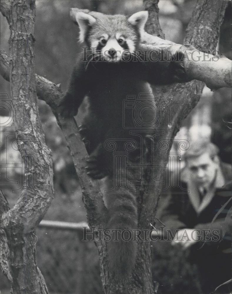 1967 Press Photo Red Pandas On View At London Zoo - Historic Images