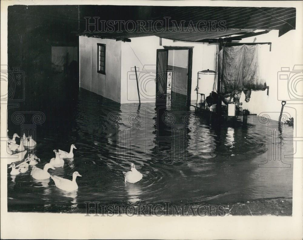 1956 Press Photo Floods In New South Wales Ducks Swimming Indoors - Historic Images