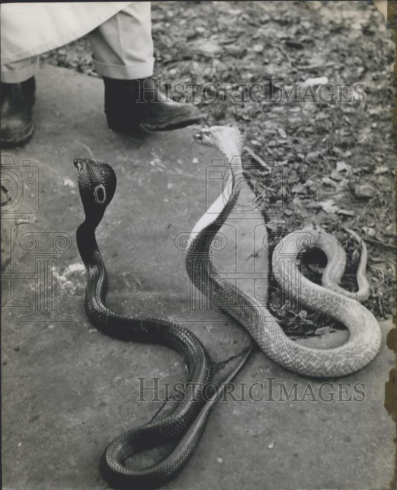 Press Photo The deadly Hooded Cobras - Historic Images