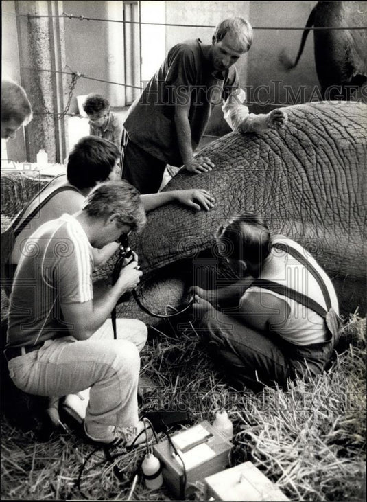 1983 Press Photo Artificial insemination of elephants Zoo in Basle,Switzerland - Historic Images