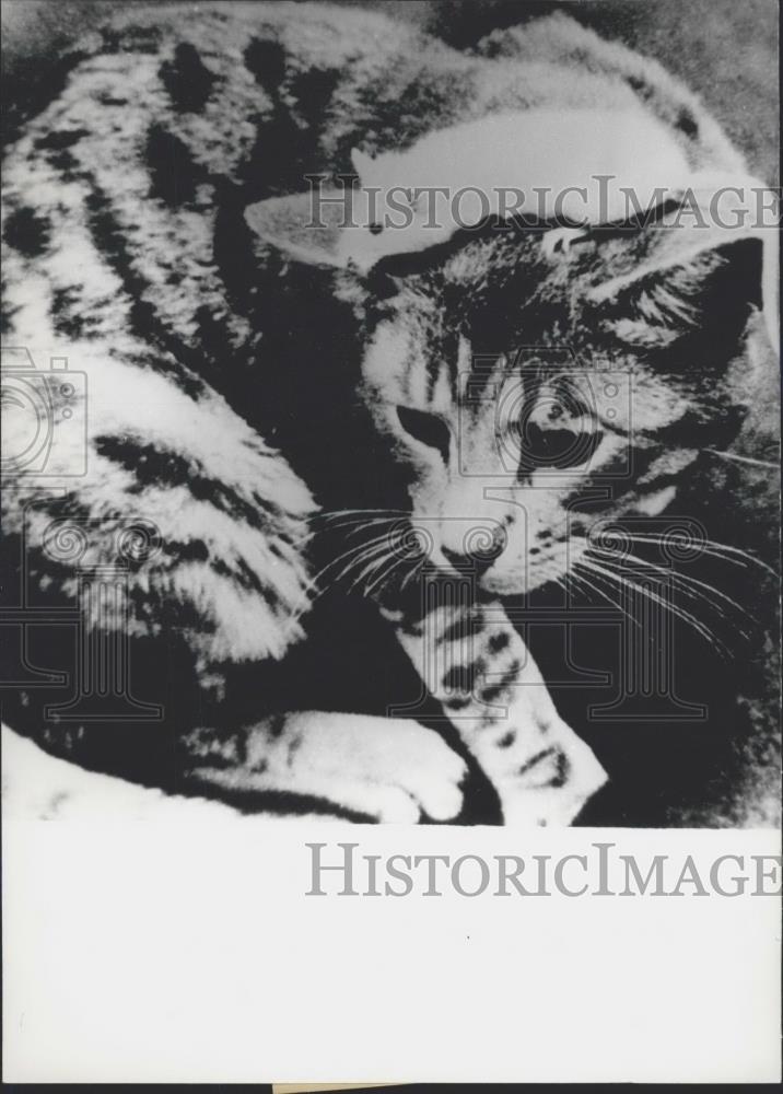 1974 Press Photo A house cat - Historic Images