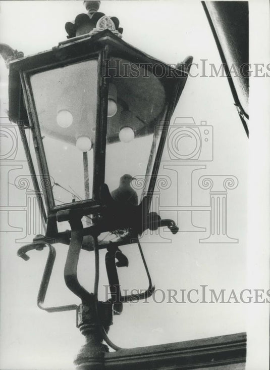 Press Photo Ideal Home For Collard Turtle Dove - Historic Images