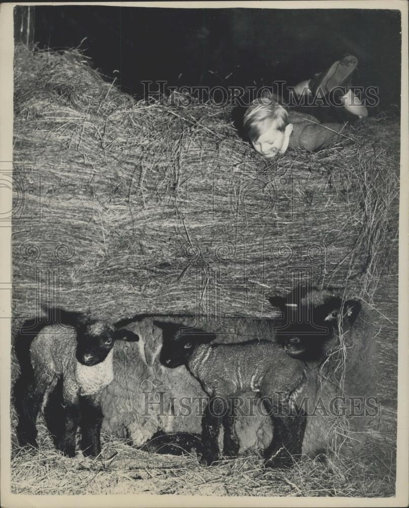 1952 Press Photo First Lambs of the Season at Blackwell Farm - Historic Images