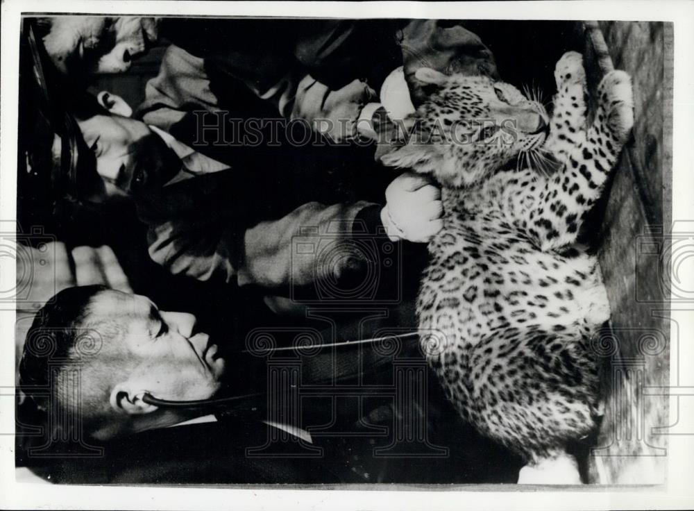 Press Photo Leopard/Lion Cubs In Japanese Zoo - Historic Images
