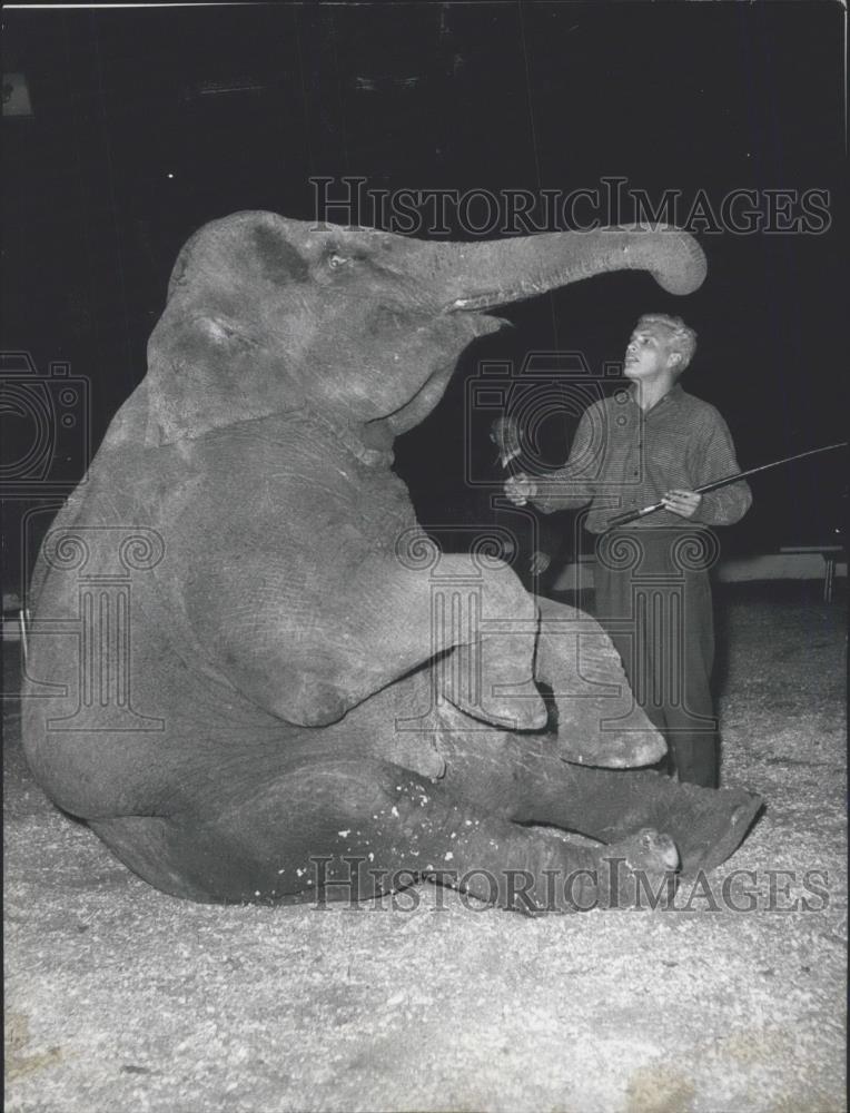 1958 Press Photo Helmut Schneider and elephant in Circus Althoff - Historic Images