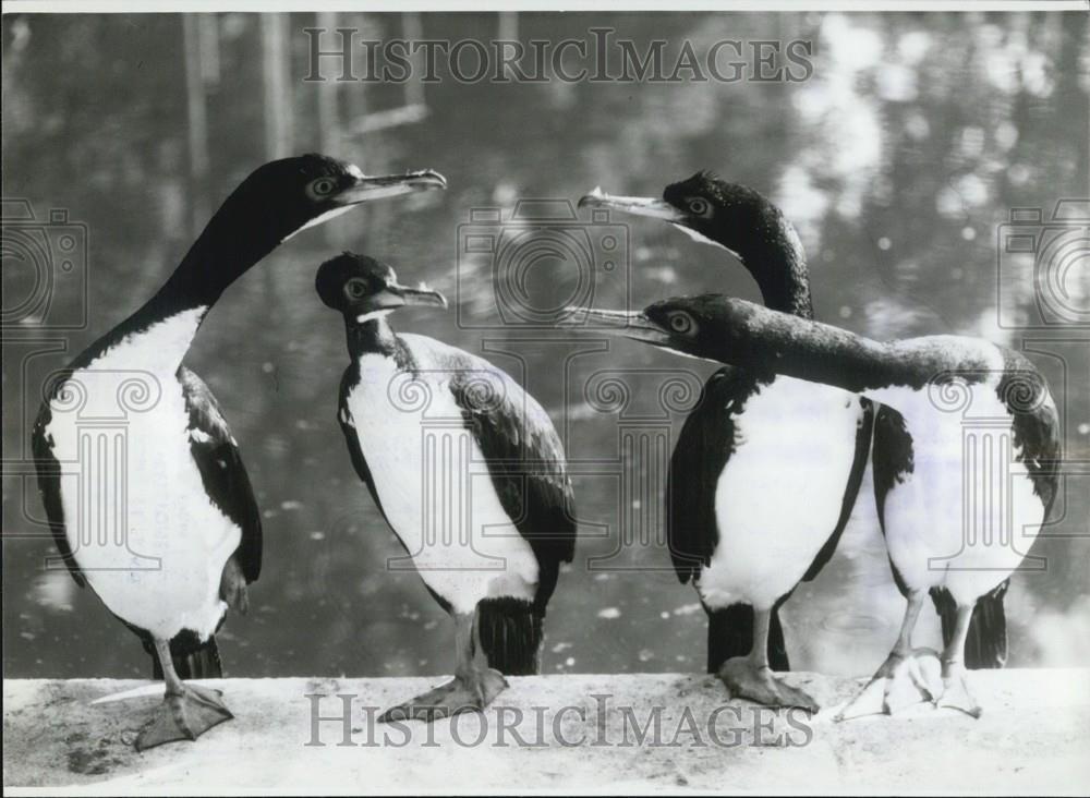 Press Photo &quot;Conference of the Kormorans - Historic Images