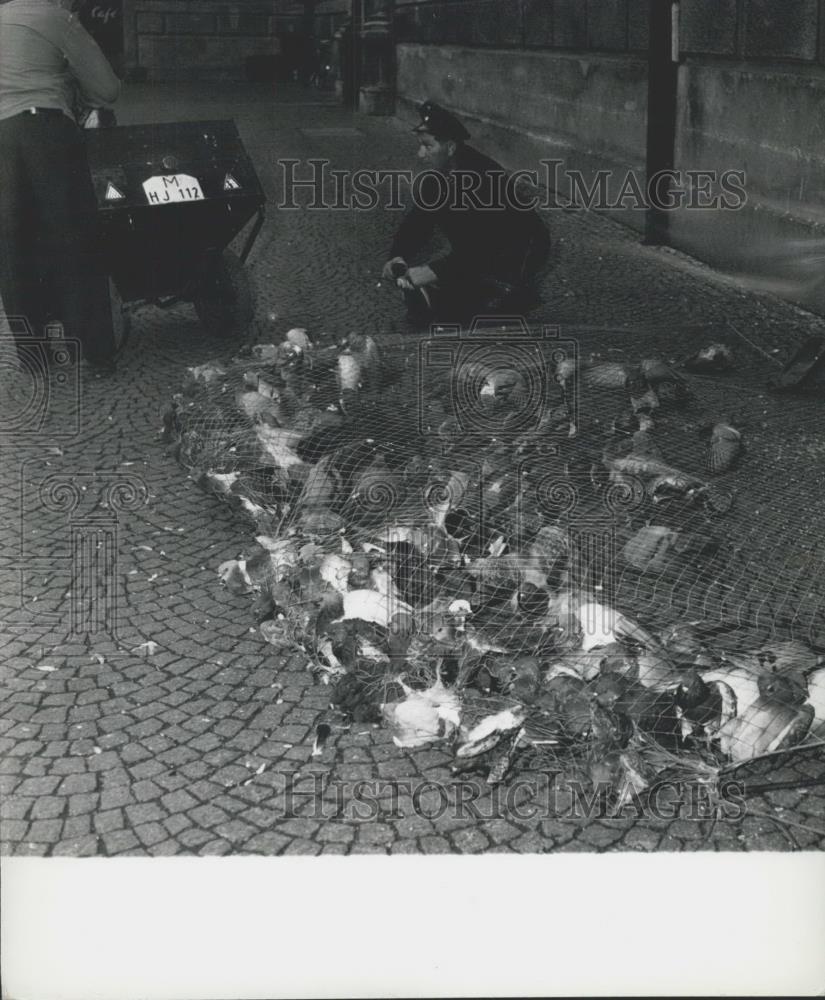 1959 Press Photo Pigeons in Munich Became a Menace SPCA Steps In To Catch Them - Historic Images