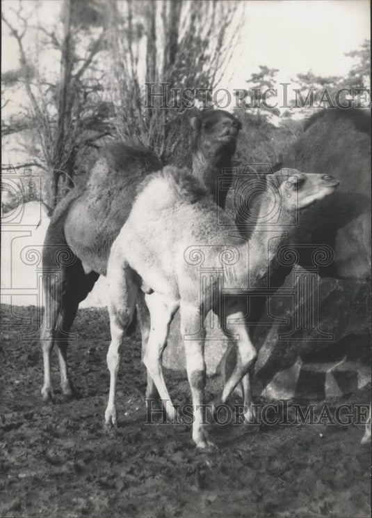 1955 Press Photo Paris zoo ,baby camel and his mom - Historic Images