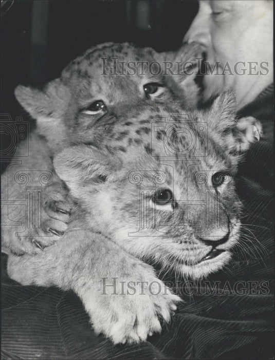 Press Photo Lion cubs at Wuppertal/Germany zoo - Historic Images