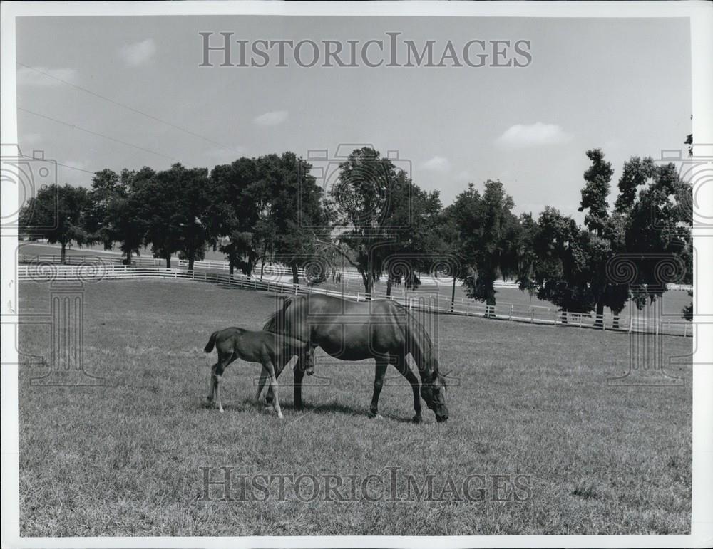 Press Photo A Horse and its Young - Historic Images