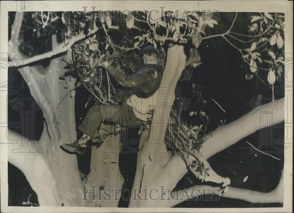 1957 Press Photo Man Jumps From Top Of Fig Tree, Sydney Australia - Historic Images