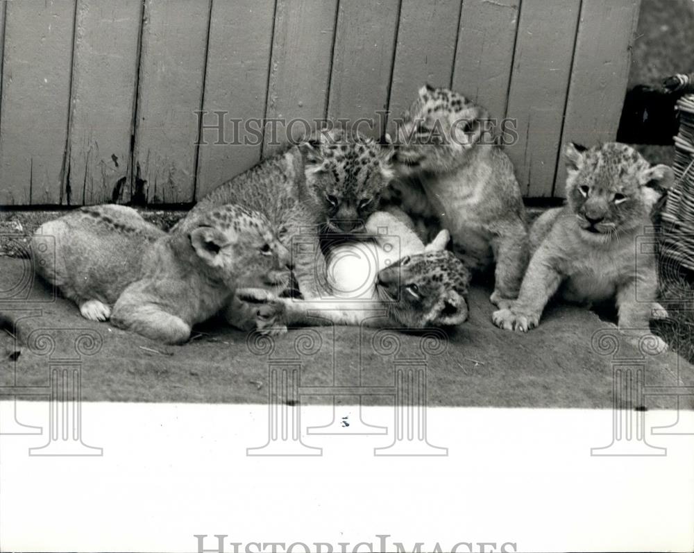 1968 Press Photo Lion Quintuplets At London Zoo Debut Mother Kim - Historic Images