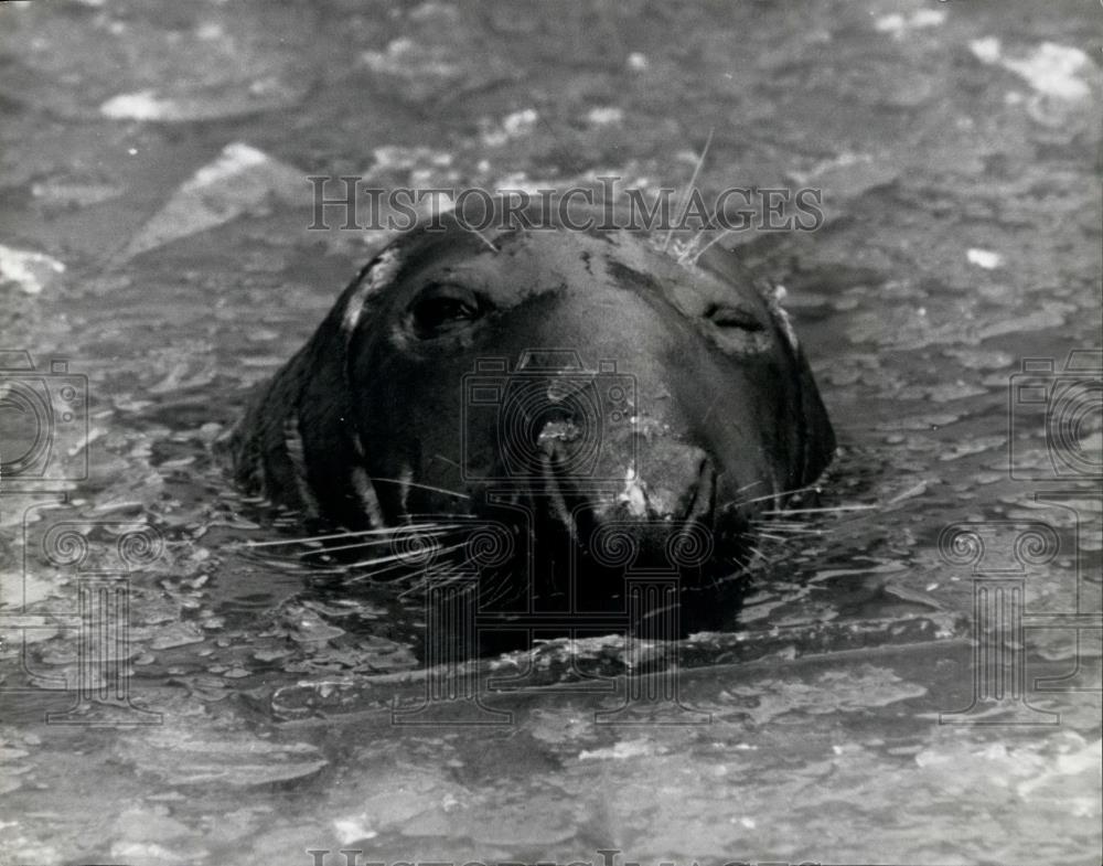 1966 Press Photo Regent&#39;s Park Zoo Sea Lion Swimming - Historic Images